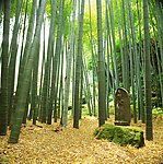 竹林