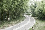 竹林
