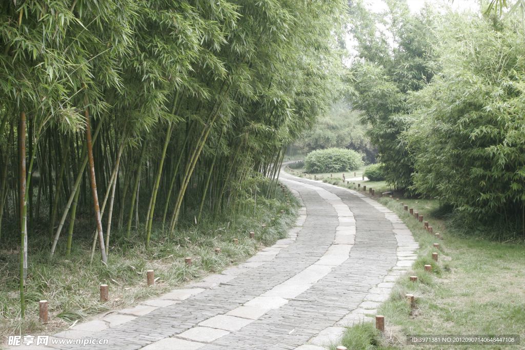 竹林