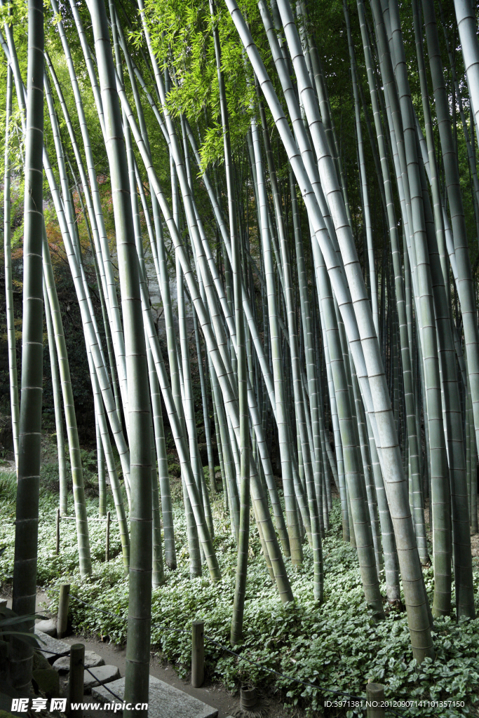 竹林