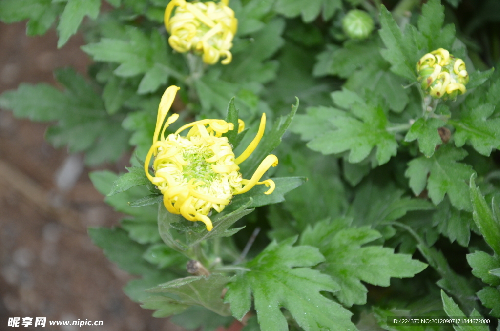 菊花花蕾