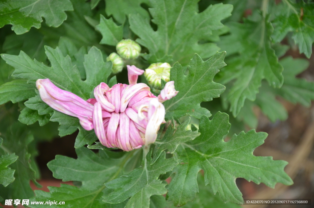 菊花花蕾