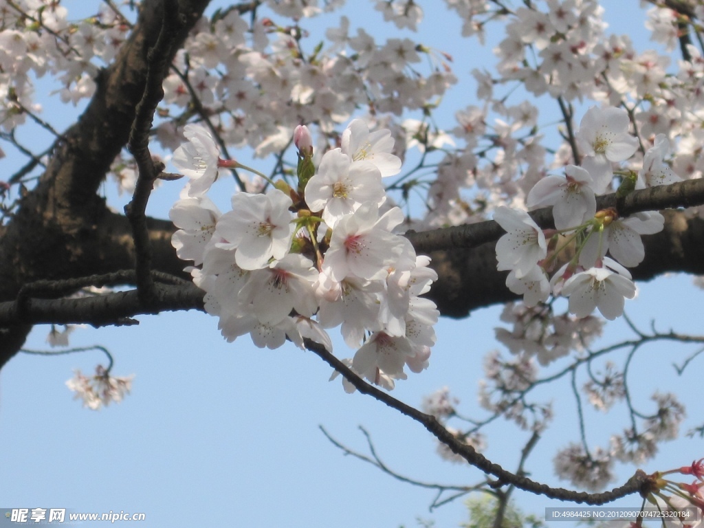 桃花