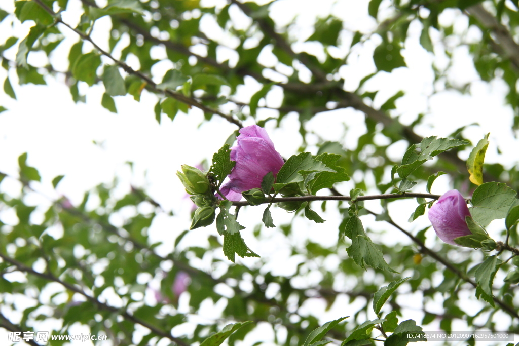 木槿花