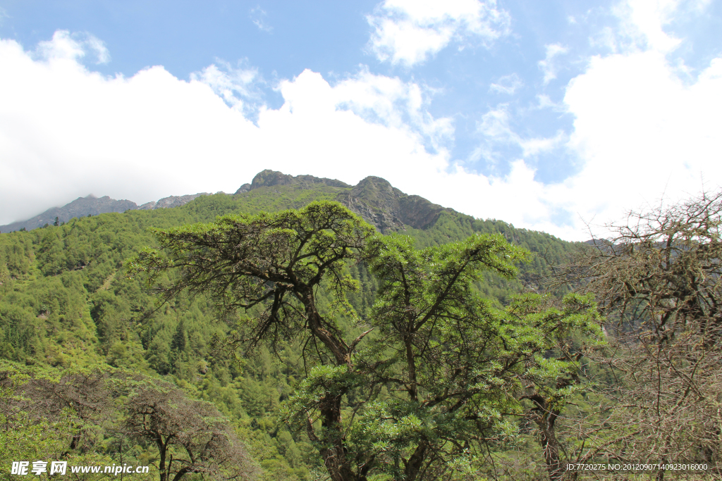 绿山风景