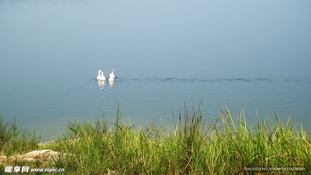 天鹅湖