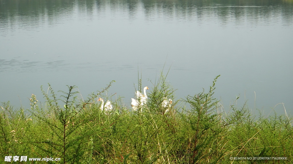 天鹅湖