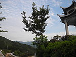 山顶的枫树