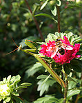 蜜蜂与花