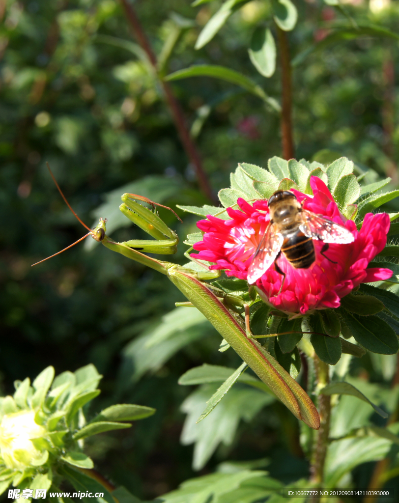 蜜蜂与花