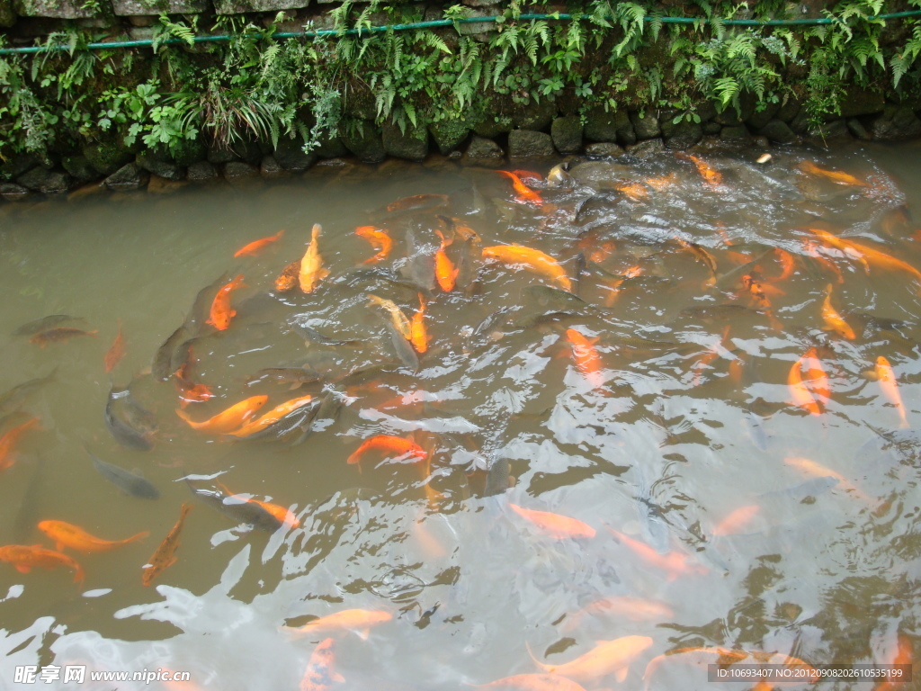鲤鱼戏水