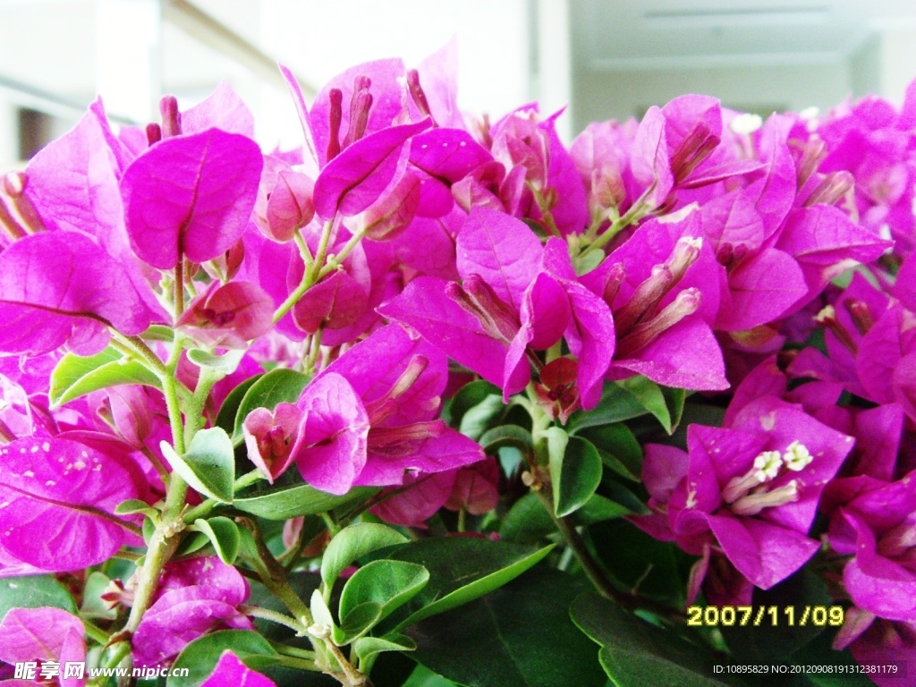紫色鲜花