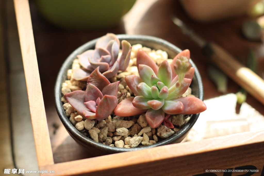 多肉植物