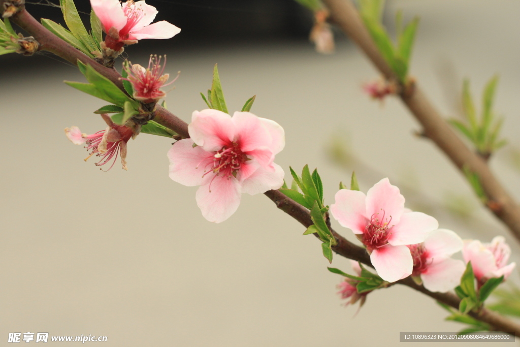 桃花