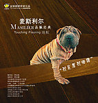 金钢鹦鹉 麦斯利尔