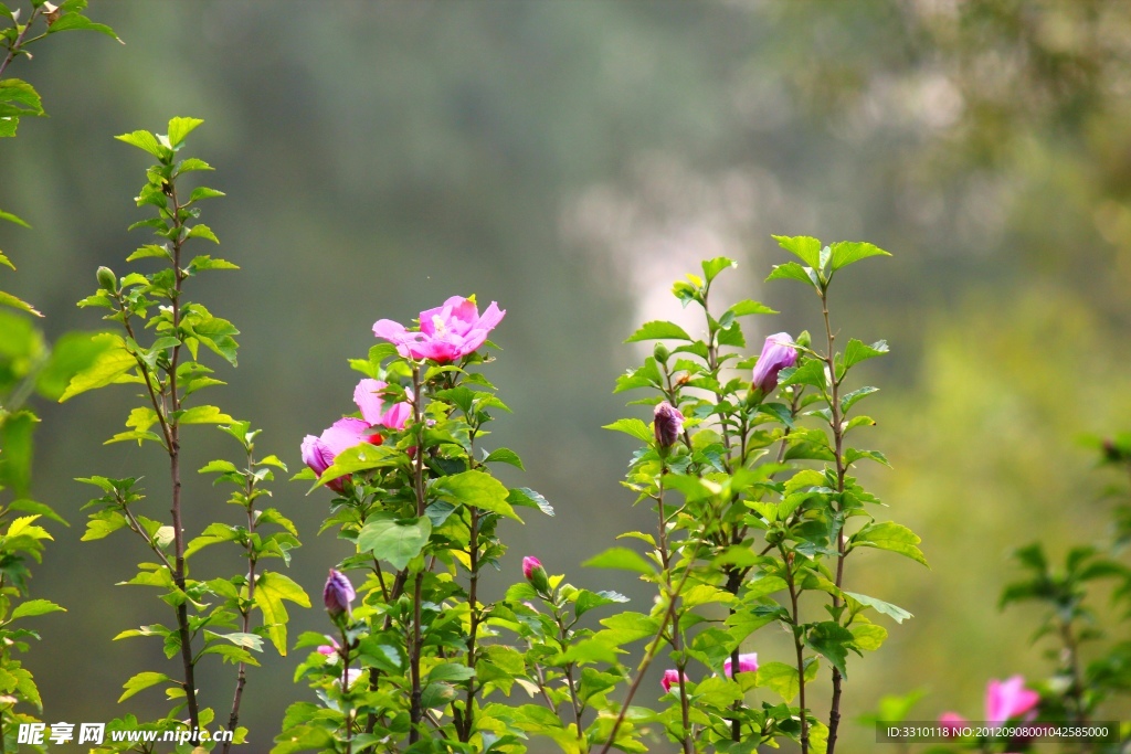 木槿花