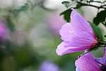 木槿花