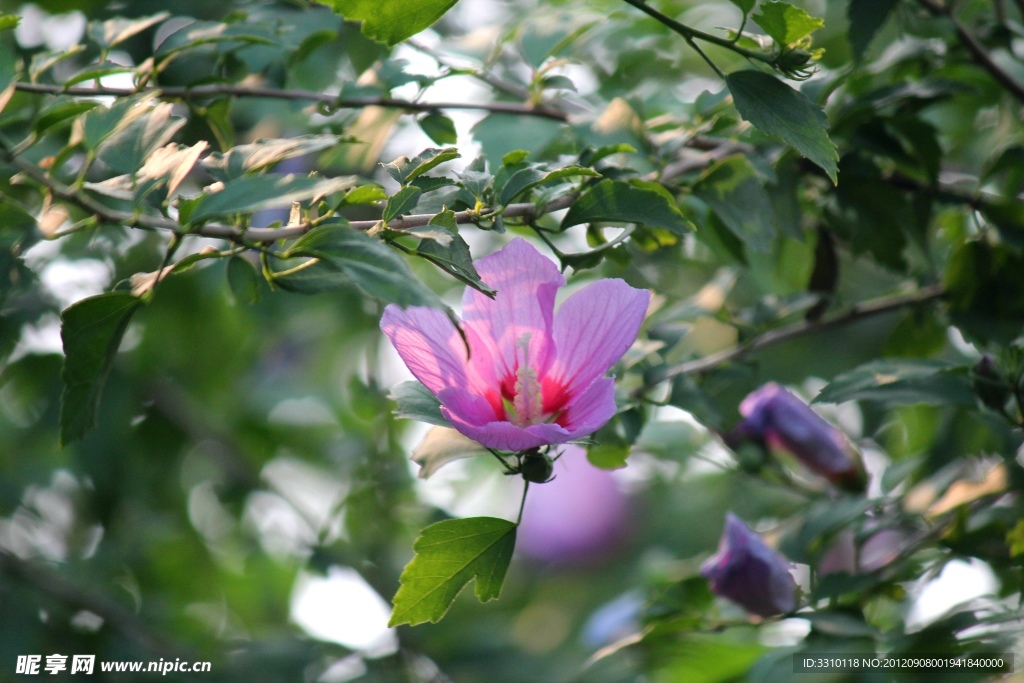 木槿花