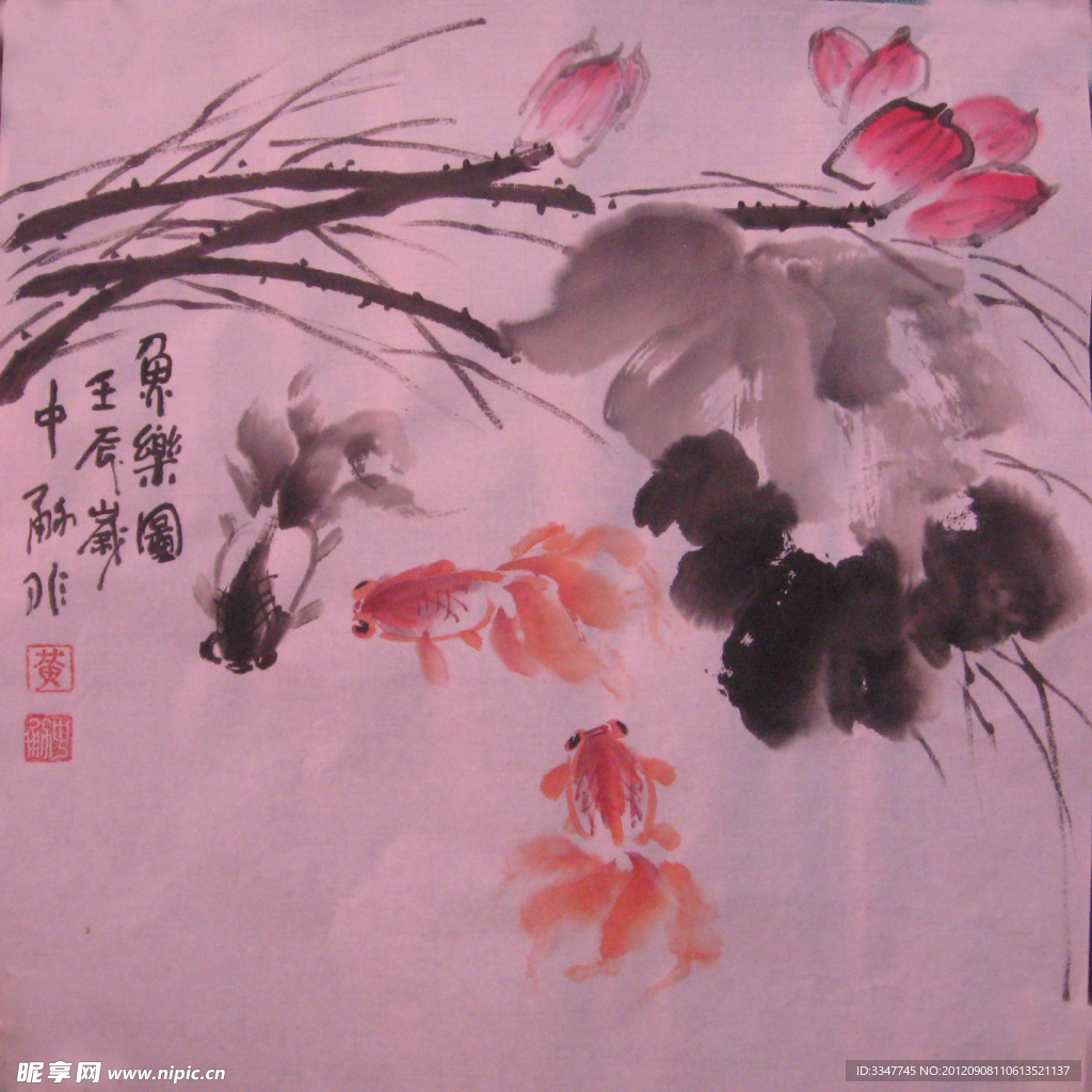 荷花 金鱼