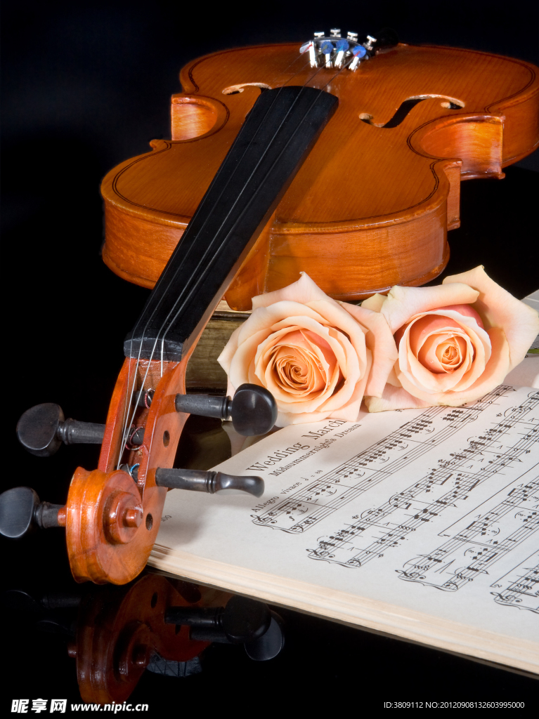 玫瑰花 小提琴