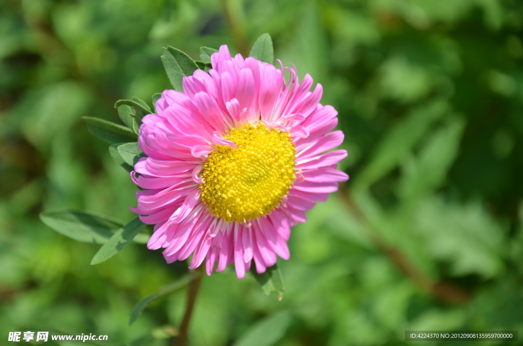 翠菊