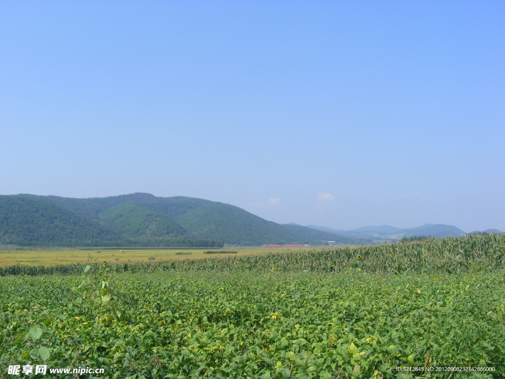 绿油油的农田图