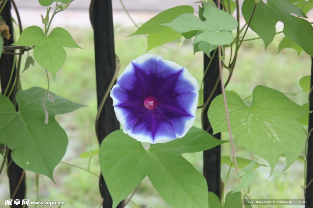 牵牛花