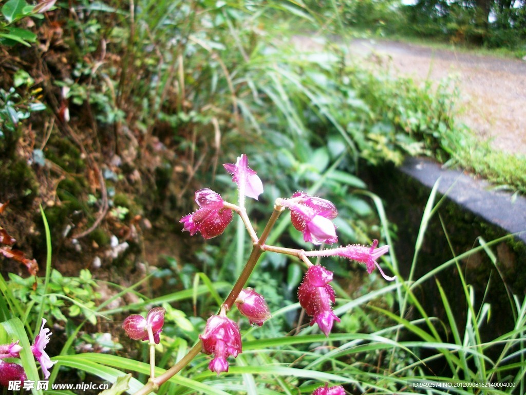 路边红色野花