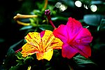 黄花与粉花