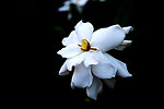 栀子花