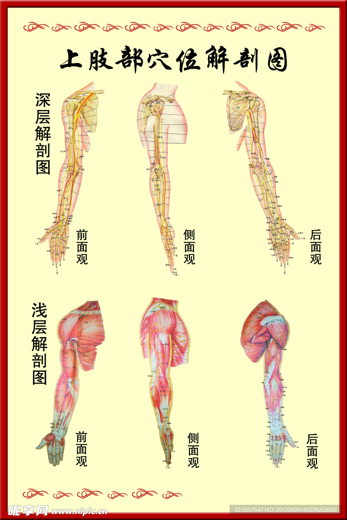 上肢穴位图