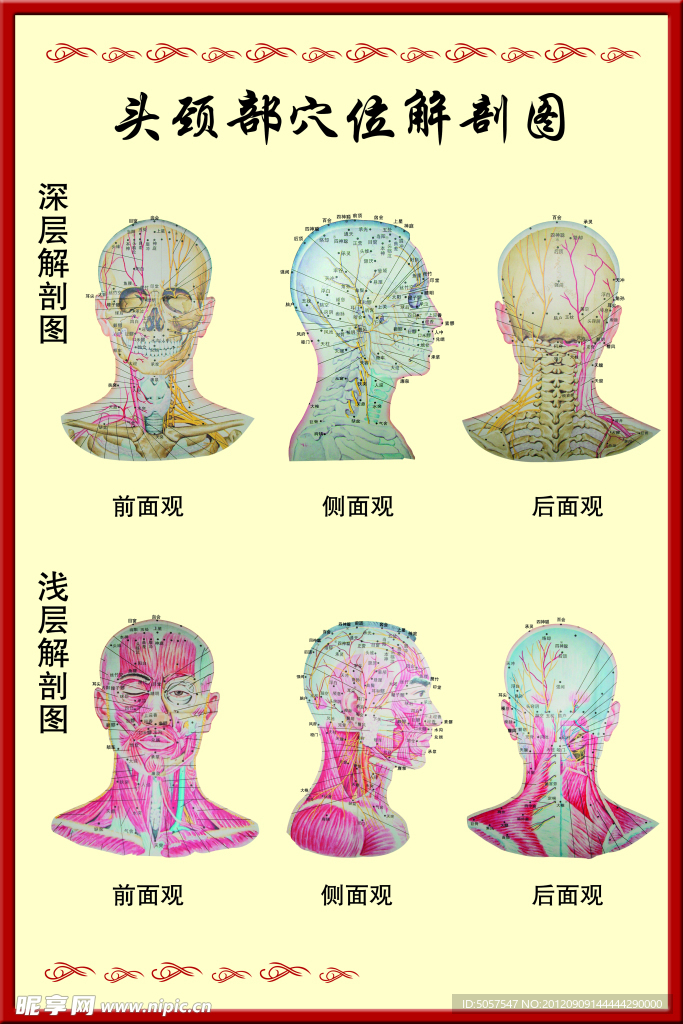 穴位图
