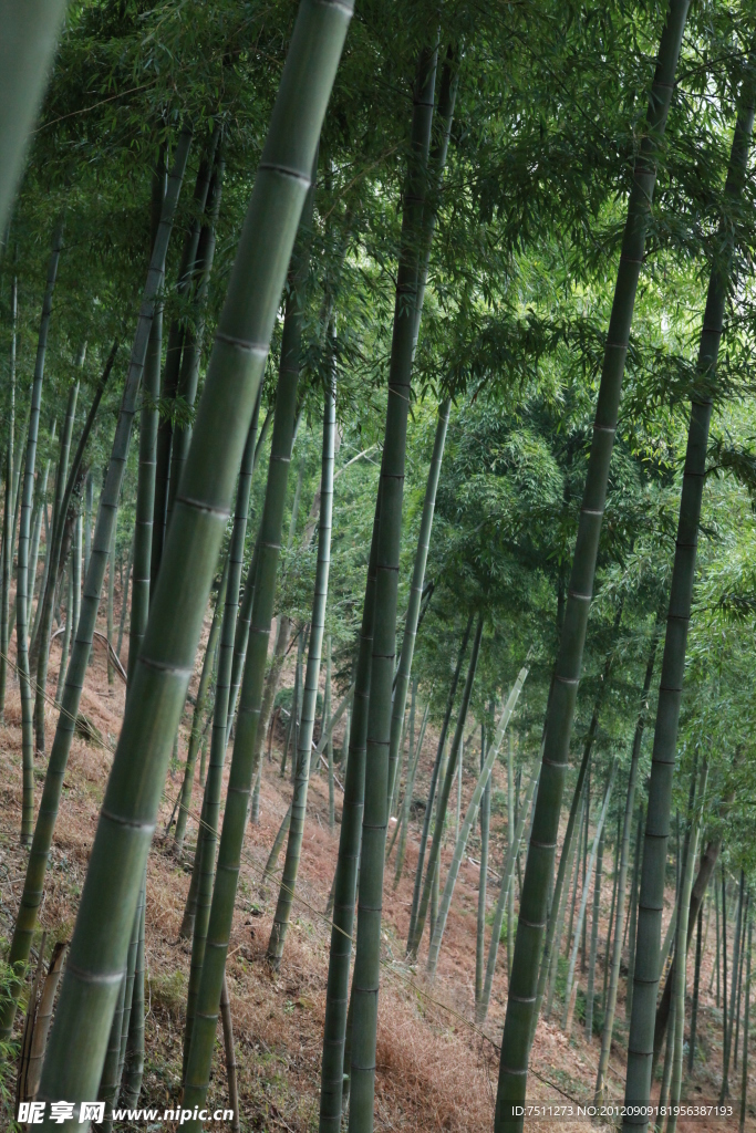 竹林