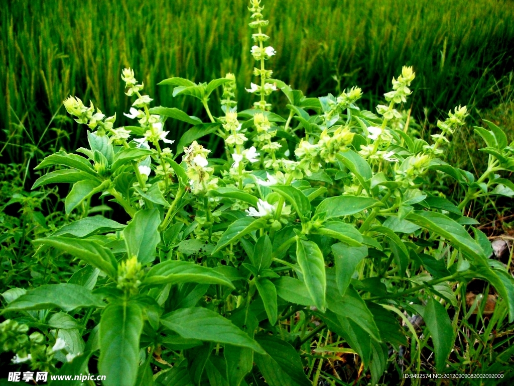 香草花