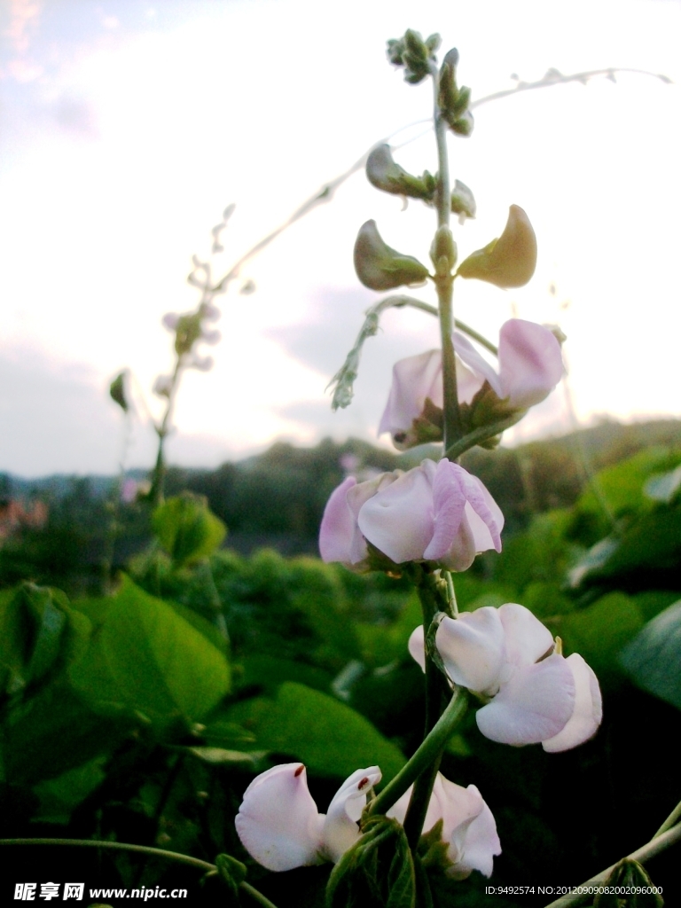 豆瓣花