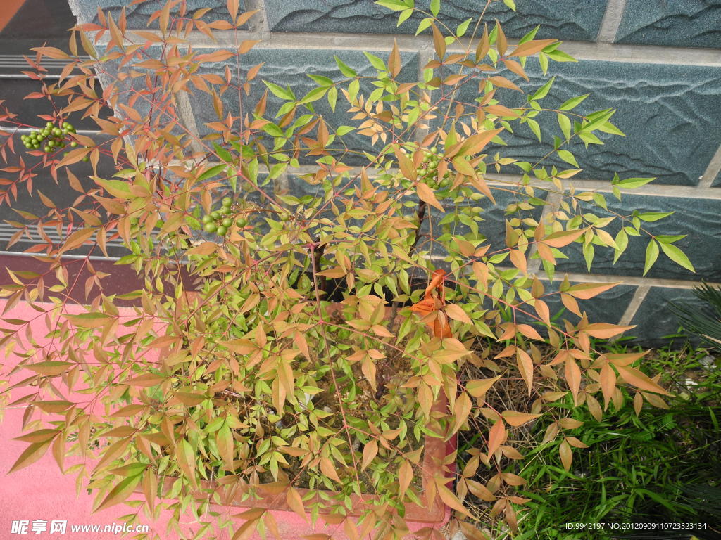 南天竹