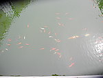 锦鲤
