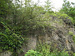 野花