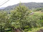 郊野
