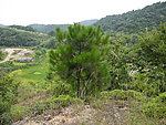 山松