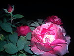 月季花