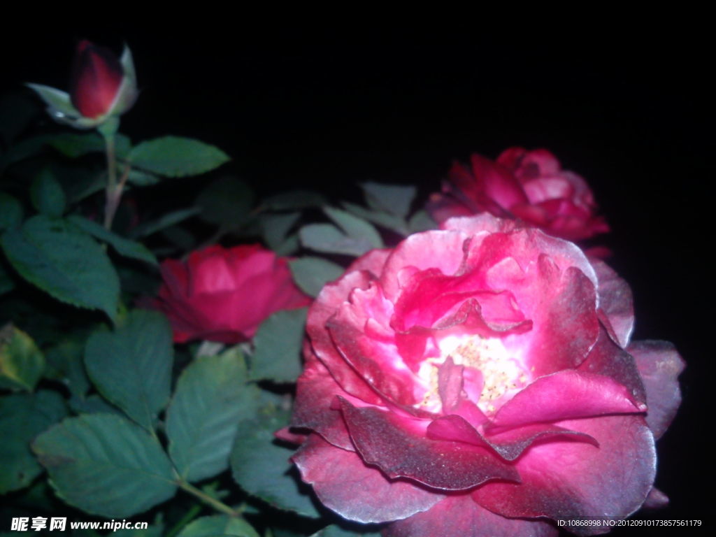 月季花
