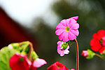 格桑花