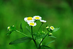 花草