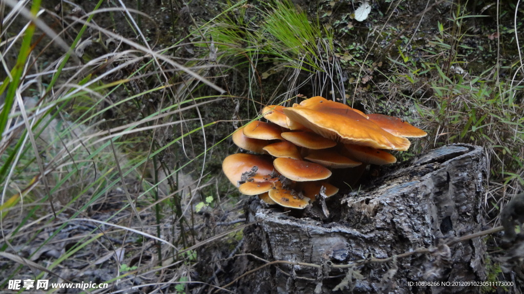 野山菌