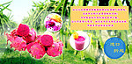 火龙果网页banner