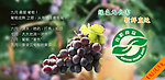 葡萄网页BANNER