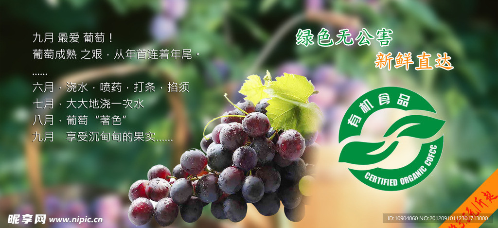 葡萄网页BANNER