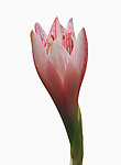 花苞