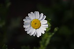雏菊